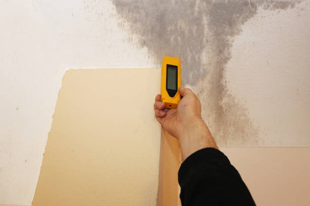 Best Black Mold Removal  in Primera, TX