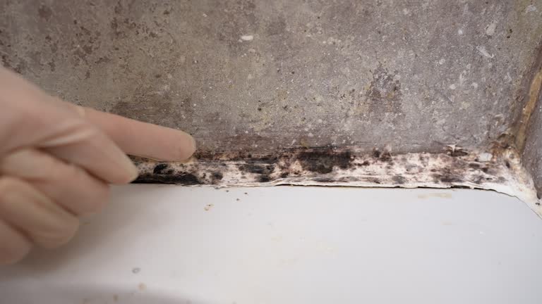 Best Residential Mold Inspection & Testing  in Primera, TX